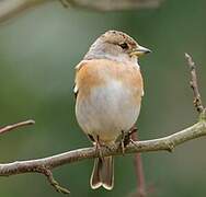 Brambling