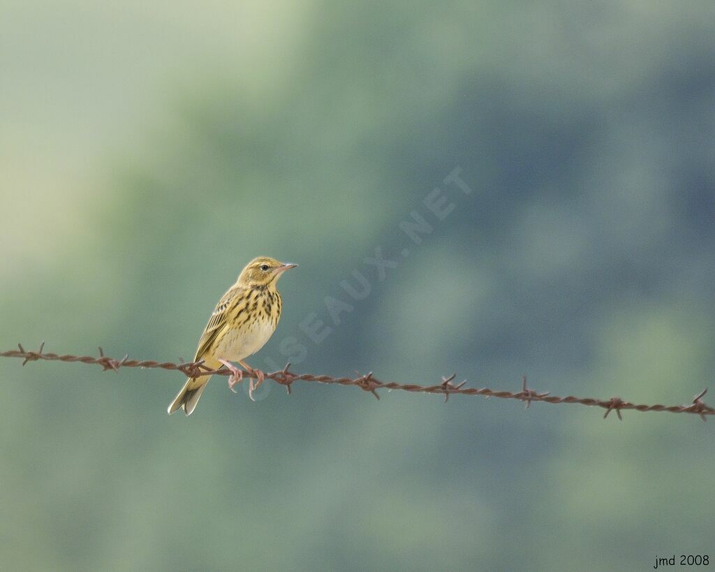 Pipit des arbres