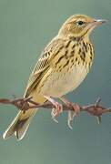 Tree Pipit