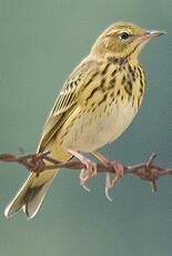 Pipit des arbres