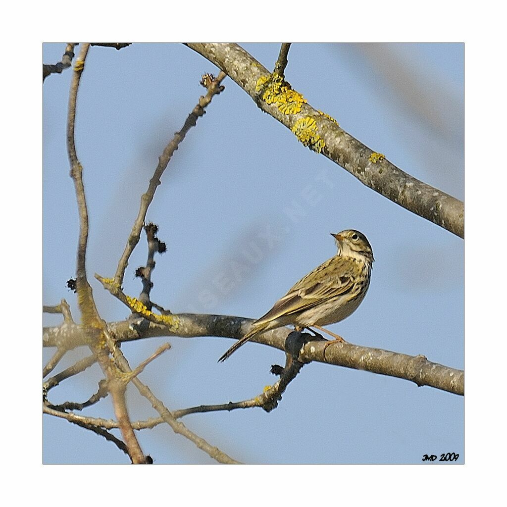 Pipit des arbres