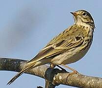 Pipit des arbres