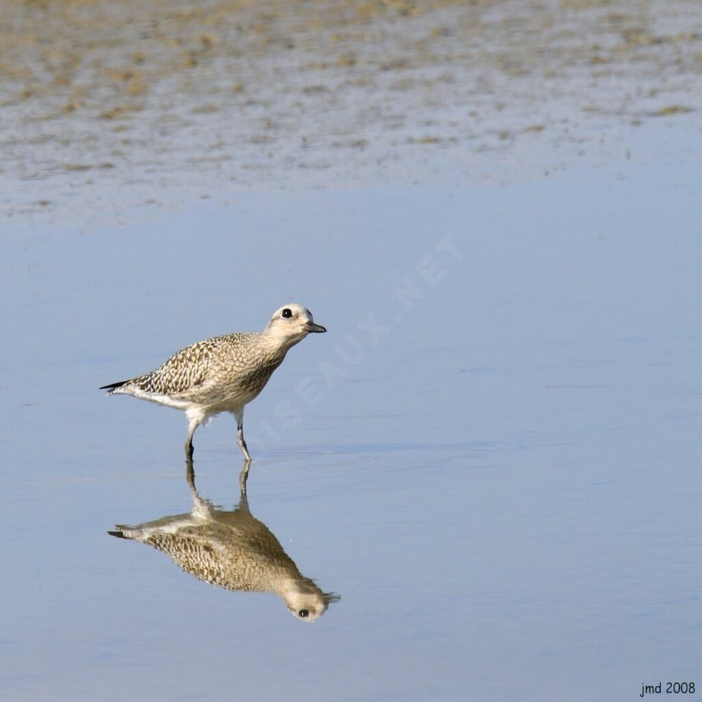 Grey Ploveradult