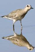 Grey Plover