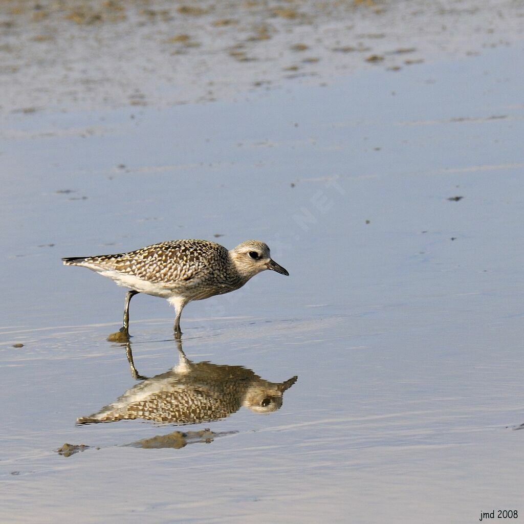 Grey Ploveradult