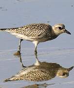 Grey Plover