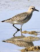 Grey Plover