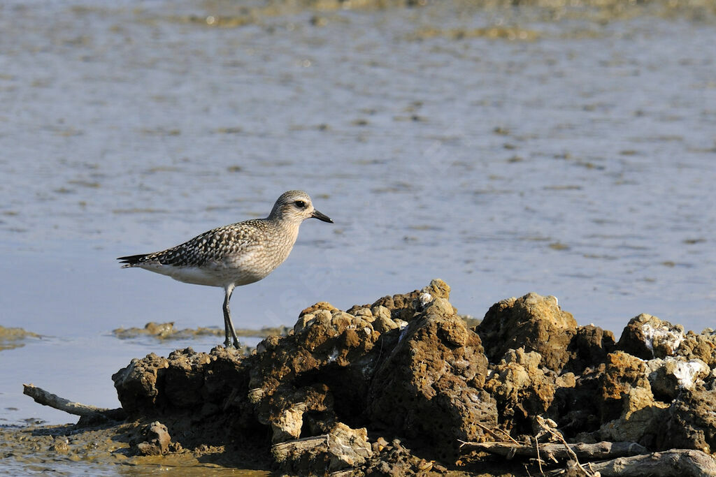 Grey Ploveradult