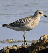 Grey Plover