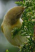 Common Chiffchaff