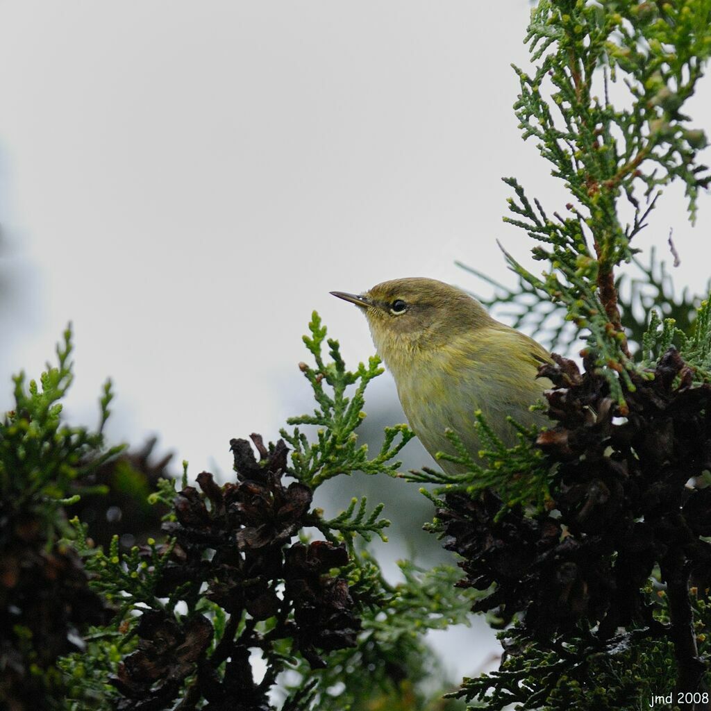 Common Chiffchaffadult