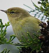 Common Chiffchaff