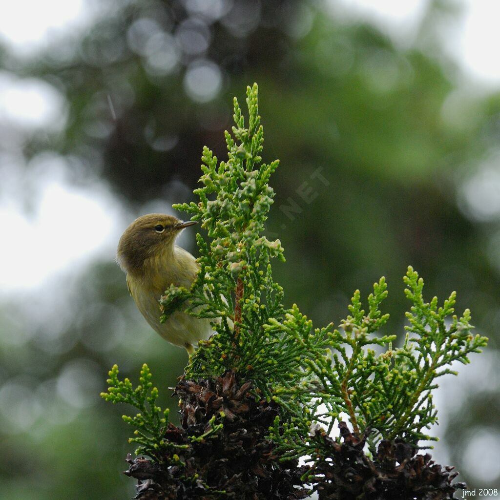 Common Chiffchaffadult