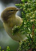 Common Chiffchaff