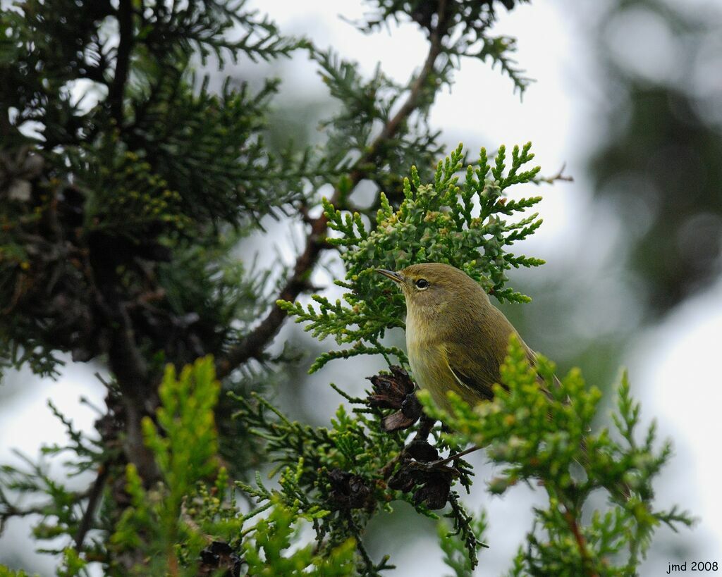 Common Chiffchaffadult