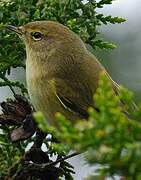 Common Chiffchaff