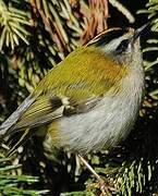 Common Firecrest