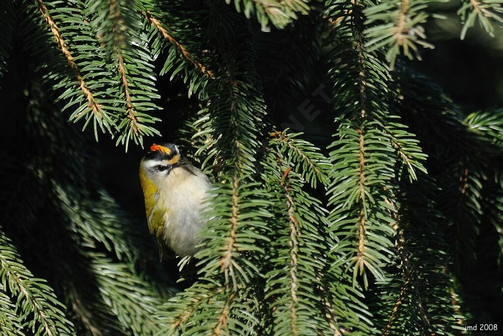 Common Firecrest