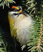 Common Firecrest