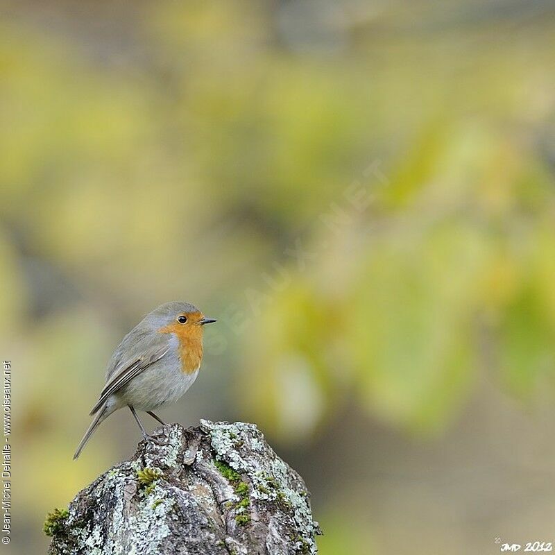 European Robin