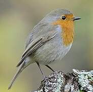 European Robin