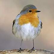 European Robin