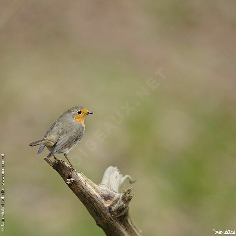 European Robin