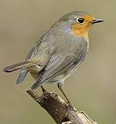 European Robin