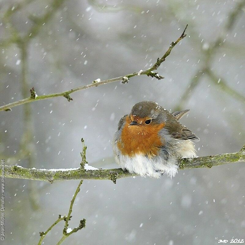 European Robin