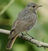 Black Redstart