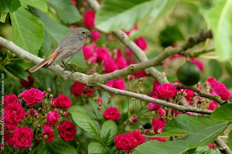 Black Redstart