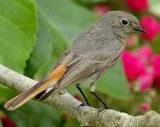 Black Redstart