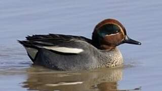 Eurasian Teal