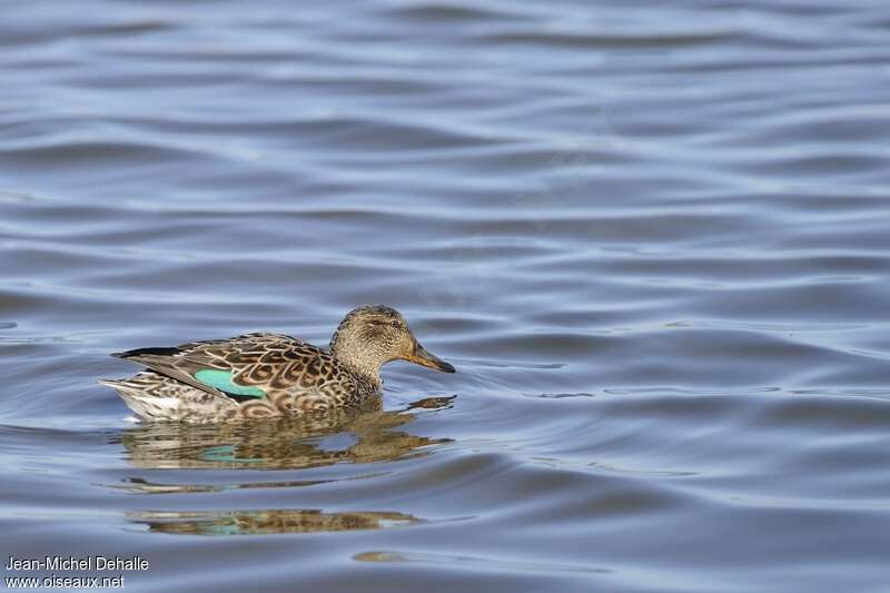 Eurasian Teal female adult, identification