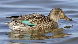 Eurasian Teal