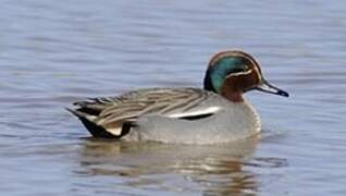 Eurasian Teal