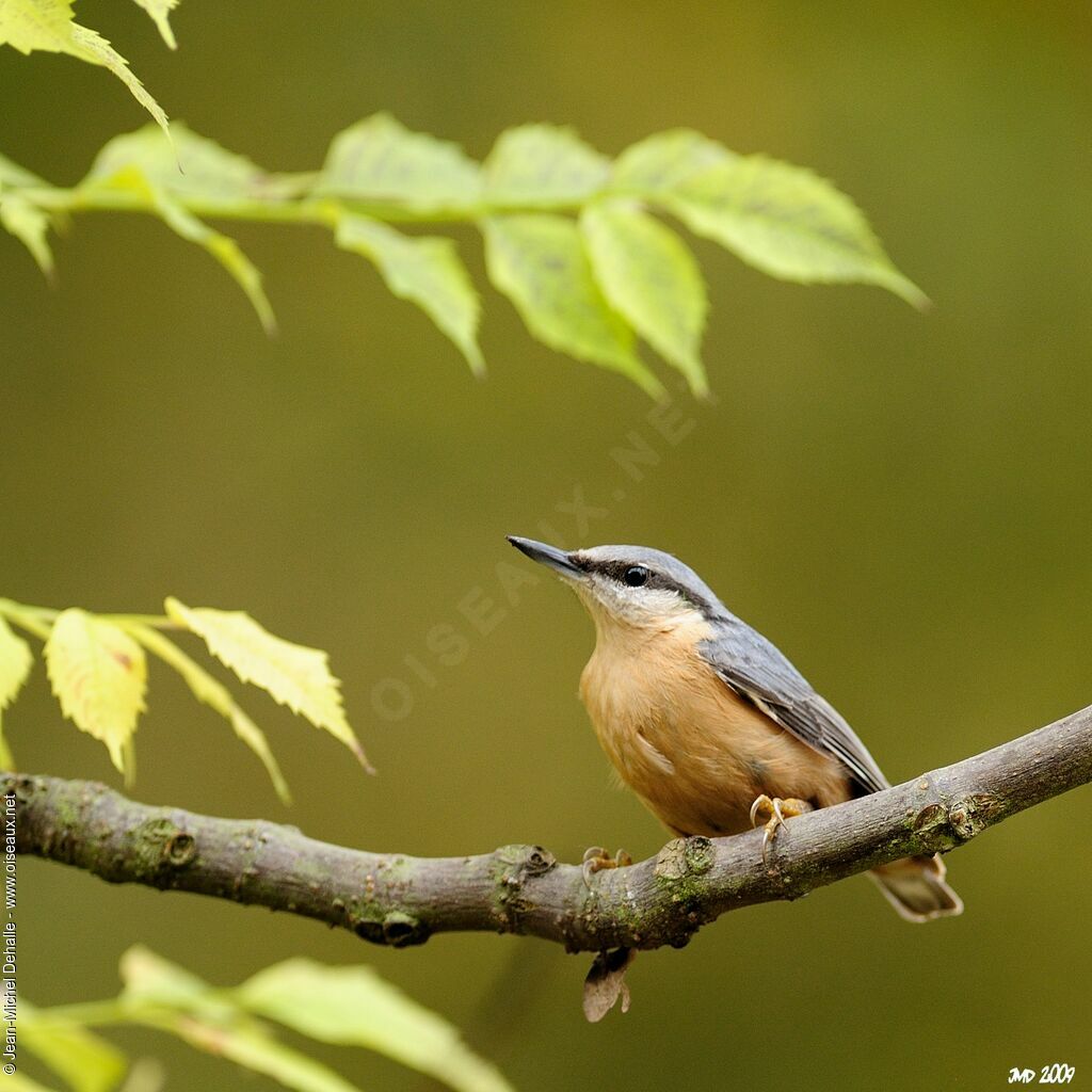 Eurasian Nuthatch, identification