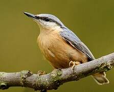 Eurasian Nuthatch