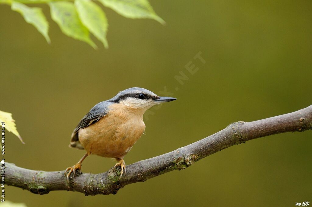 Eurasian Nuthatch