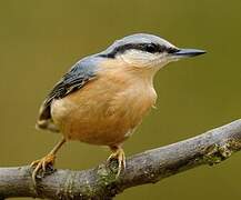 Eurasian Nuthatch