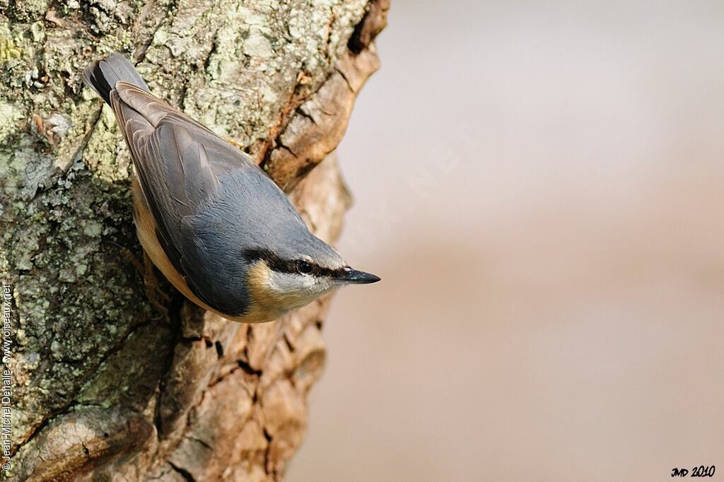 Eurasian Nuthatch