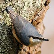 Eurasian Nuthatch