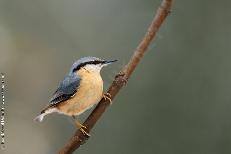 Eurasian Nuthatch