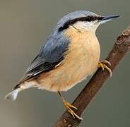 Eurasian Nuthatch