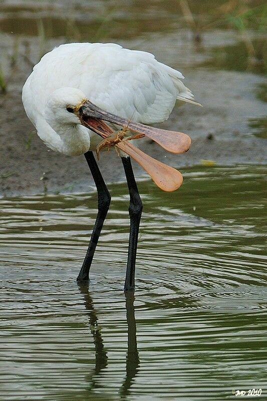 Spatule blanche