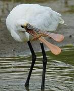 Eurasian Spoonbill