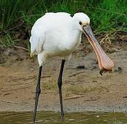 Eurasian Spoonbill