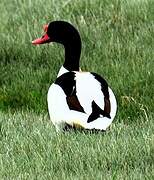 Common Shelduck