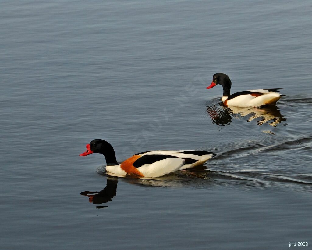 Common Shelduckadult