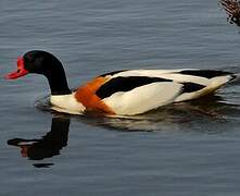 Common Shelduck